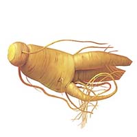 Ginseng